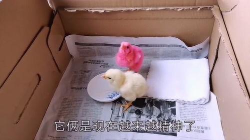 小鸡视频,趣味横生的萌宠日常